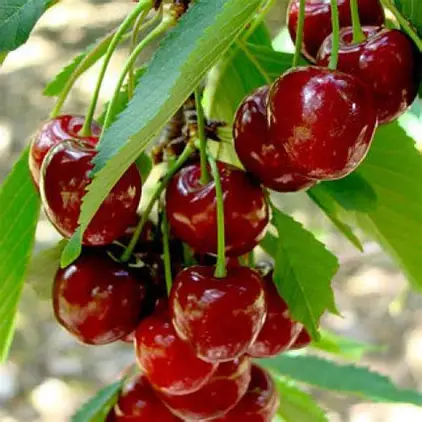 Вишня Любительська (саджанець, однорічний)