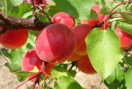 Абрикос Біг Ред (саджанець, дворічний)