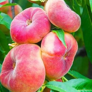 Персик інжирний Соло (саджанець, дворічний)