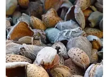 Мигдаль Ялтинський (саджанець, однорічний)