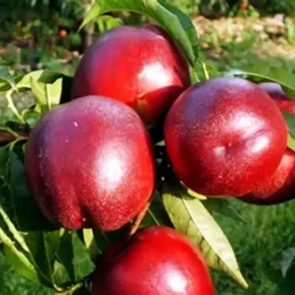 Нектарин Біг Топ (саджанець, дворічний)