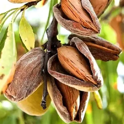 Мигдаль Нікітський (саджанець, дворічний)