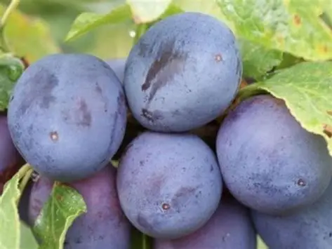 Слива Угорка (саджанець, однорічний)