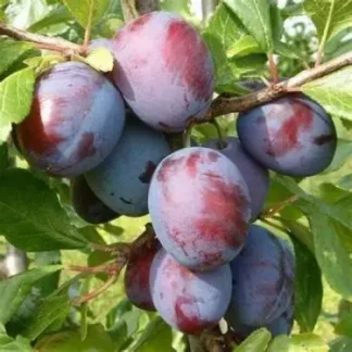 Слива Президент (саджанець, дворічний)