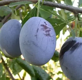 Слива Ненька (саджанець, дворічний)