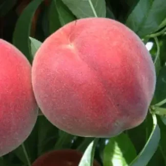 Персик Алібланка (саджанець, дворічний)
