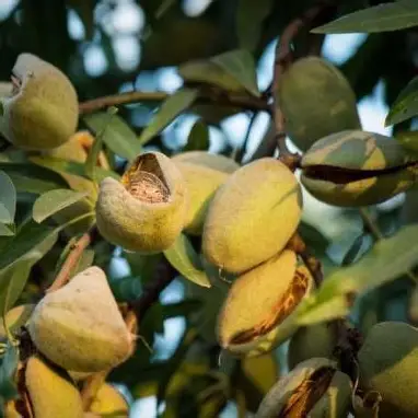 Мигдаль Антик (саджанець, дворічний)