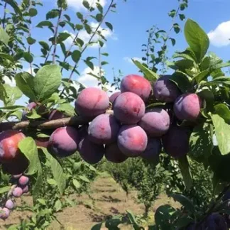 Слива Кабардинка (саджанець, дворічний)