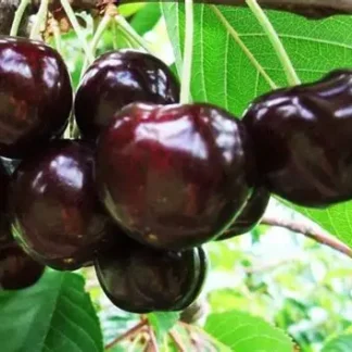 Черешня Кордія (саджанець, дворічний)