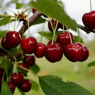 Черешня Дилема (саджанець, однорічний)