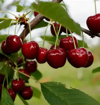 Черешня Дилема (саджанець, однорічний)