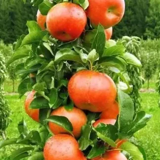 Яблуня колоновидна Баргузін