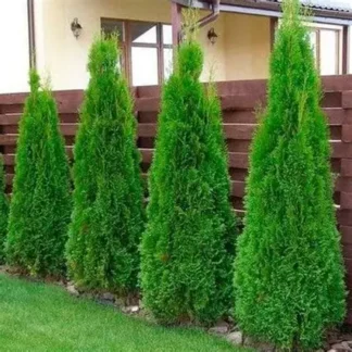 Туя Смарагд 140-160 см