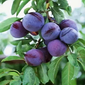 Слива колоновидна Анже