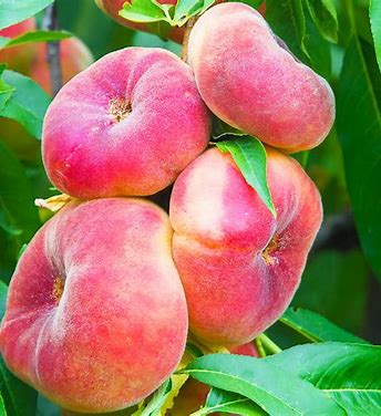 Персик інжирний Соло (саджанець, однорічний)