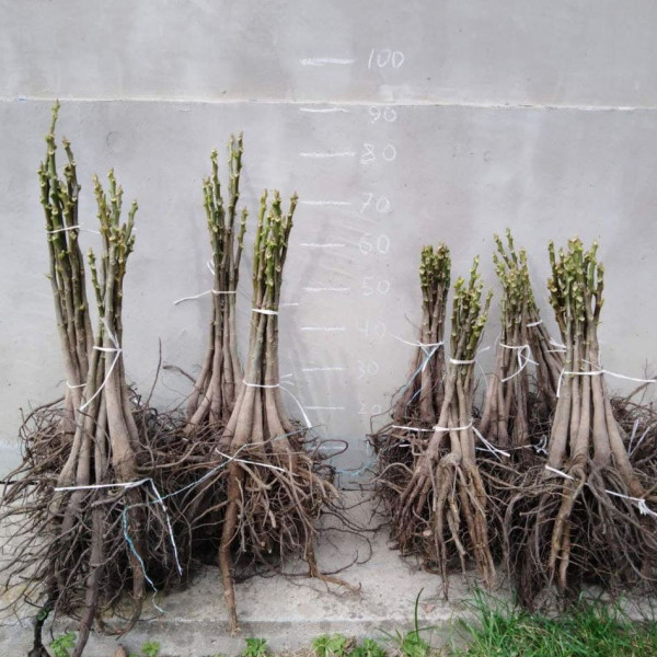 Волоський горіх Клішковський (однорічний) / сіянець - Зображення 2