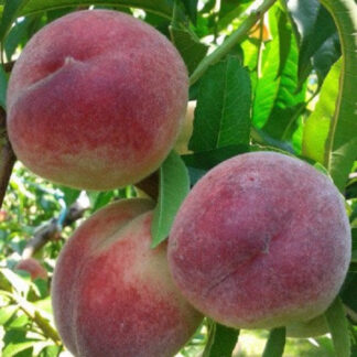 Персик Дніпровський (саджанець, дворічний)