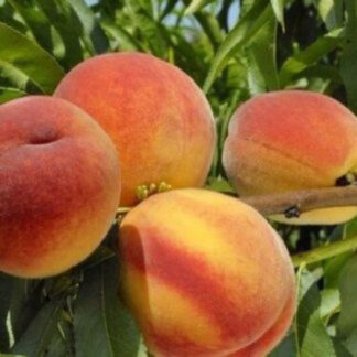 Персик Гармонія (саджанець, однорічний)