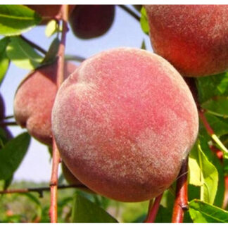 Персик Глорія (саджанець, однорічний)