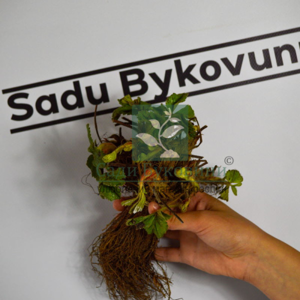 Полуниця Азія (ВКС) 5штк - Зображення 2