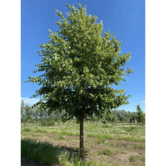 Липа Звичайна (набір 10 шт, 80 см)