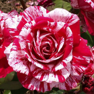 Троянда спрей Глорі Стар