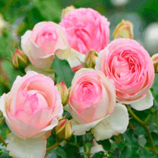 Саджанці плетистих троянд П'єр де Ронсар