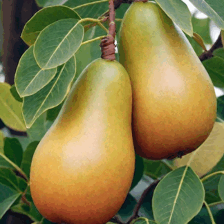 Груша Гранд Чемпіон (саджанець, дворічний)