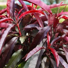 Персик колоновидний на штамбі червонолистний