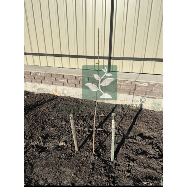 Шовковиця Чорна Перлина / сіянець - Зображення 5