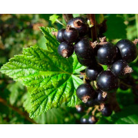 Штамбова Смородина Чорна