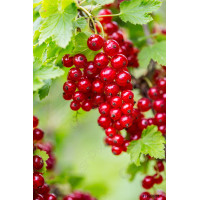 Штамбова Смородина Червона