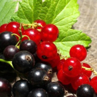 Чорна та червона смородина