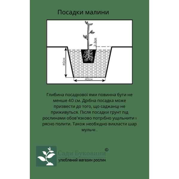 Малина Глен Файн (саджанці, дворічні) - Зображення 2