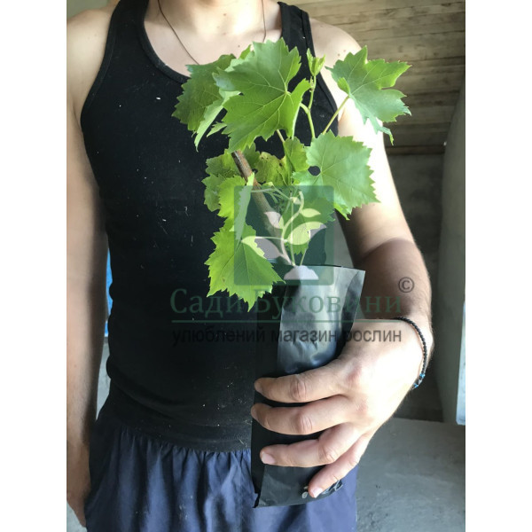 Виноград Візантія - Зображення 2