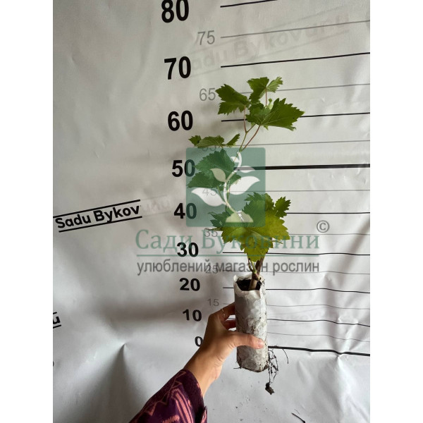 Виноград Анжеліка - Зображення 3