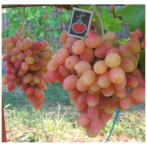 Виноград Анжеліка