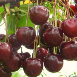 Вишня Іграшка (саджанець, однорічний)