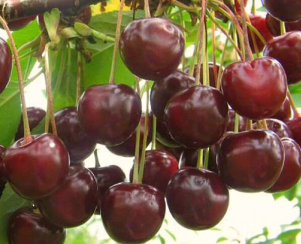 Вишня Іграшка (саджанець, однорічний)