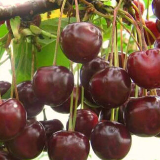 Вишня Іграшка (саджанець, дворічний)