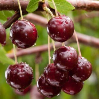 Вишня Морело (саджанець, дворічний)