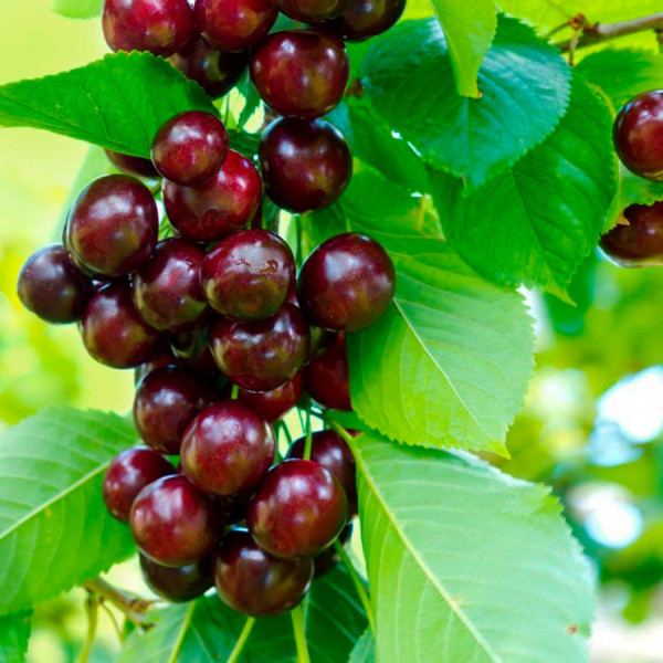 Вишня Панді (саджанець, дворічний)