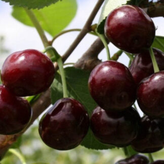 Вишня Примітна (саджанець, однорічний)