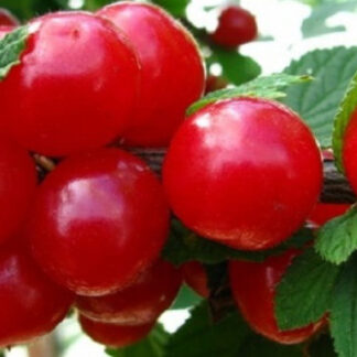 Вишня Войлочна (саджанець, однорічний)