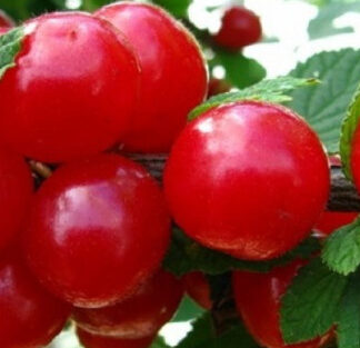 Вишня Войлочна (саджанець, дворічний)