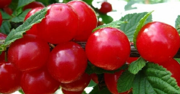 Вишня Войлочна (саджанець, дворічний)