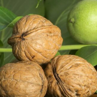 Волоський горіх Клішківський (дворічний) / сіянець