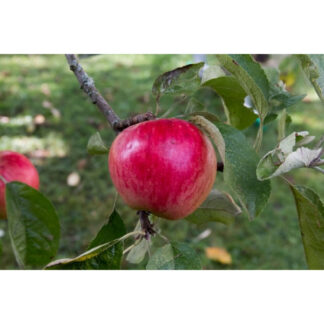 Яблуня Акане (саджанець, однорічний)