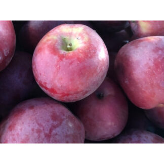 Яблуня Алка (саджанець, однорічний)