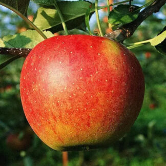 Яблуня Аполлон (саджанець, однорічний)